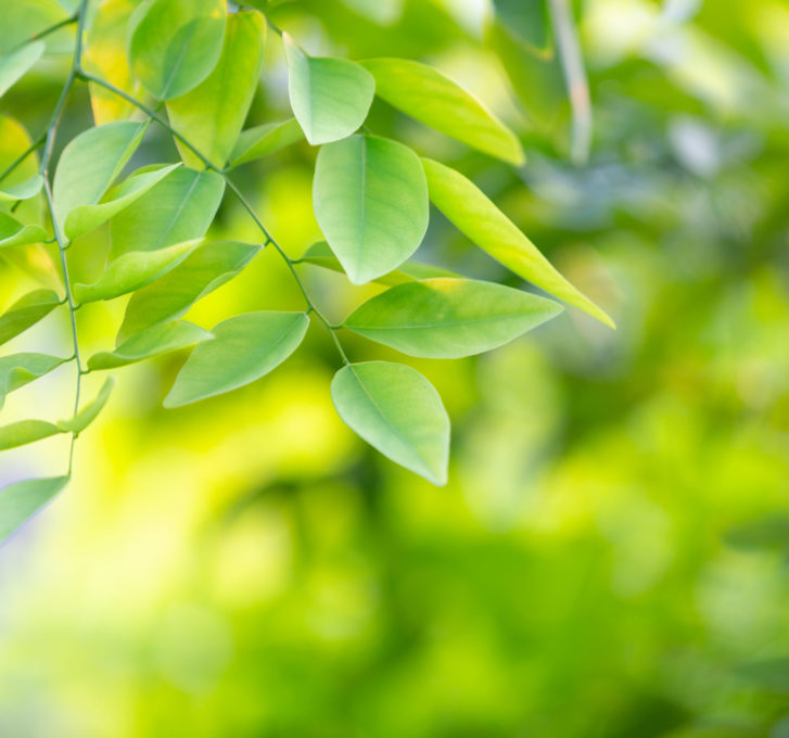 Green leaf background in the forest.